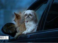 Автомобильное путешествие с собакой