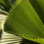 Как ухаживать за пальмой