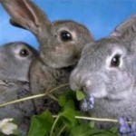 Как выращивать кроликов