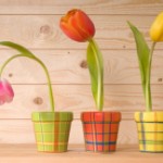Как вырастить тюльпаны дома