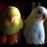 Как научить разговаривать попугая