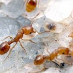 Как прогнать муравьев из дома